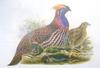 Temminck's Tragopan (Tragopan temminckii) painting