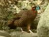 Temminck's Tragopan (Tragopan temminckii) - Wiki