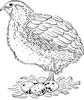 Japanese Quail (Coturnix japonica) - Wiki