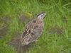 Common Quail (Coturnix coturnix) - Wiki