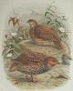 New Zealand Quail (Coturnix novaezelandiae) - Wiki