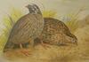 Himalayan Quail (Ophrysia superciliosa) - Wiki