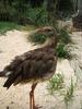 Red-legged Seriema (Cariama cristata) - Wiki