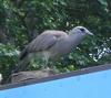 Black-legged Seriema (Chunga burmeisteri) - Wiki