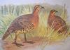 Mountain Bamboo-partridge (Bambusicola fytchii) - Wiki