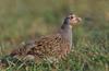 Grey Partridge (Perdix perdix) - Wiki