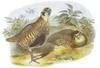 Tibetan Partridge (Perdix hodgsoniae) - Wiki