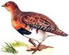 Daurian Partridge (Perdix dauurica) - Wiki