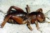 Jerusalem Cricket (Family: Stenopelmatidae, Genus: Stenopelmatus) - Wiki