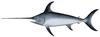 Swordfish (Xiphias gladius) - Wiki
