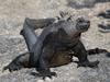 Marine Iguana (Amblyrhynchus cristatus) - Wiki