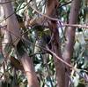 Olive-backed Oriole (Oriolus sagittatus) - Wiki