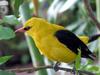 Oriole (Family: Oriolidae) - Wiki