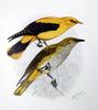 Golden Oriole (Oriolus oriolus) - Wiki