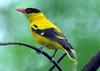 Black-naped Oriole (Oriolus chinensis) - Wiki