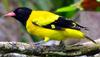 Black-hooded Oriole (Oriolus xanthornus) - Wiki