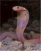 Monocled Cobra (Naja kaouthia) - Wiki