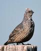 Scaled Quail (Callipepla squamata) - Wiki