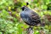 California Quail (Callipepla californica) - Wiki