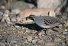 Gambel's Quail (Callipepla gambelii) - Wiki