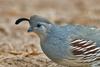 Gambel's Quail (Callipepla gambelii) female