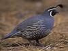 Quail (Family: Odontophoridae, Genus: Callipepla) - Wiki