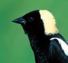 Bobolink (Dolichonyx oryzivorus) - Wiki