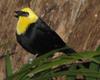 Yellow-hooded Blackbird (Chrysomus icterocephalus) - Wiki