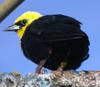 Yellow-hooded Blackbird (Chrysomus icterocephalus)