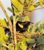 Yellow-shouldered Blackbird (Agelaius xanthomus) - Wiki