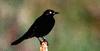 Euphagus (New World Blackbird Genus) - Wiki
