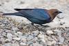 Brown-headed Cowbird (Molothrus ater) - Wiki