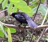 Giant Cowbird (Molothrus oryzivorus) - Wiki