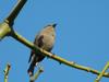 Shiny Cowbird (Molothrus bonariensis) female