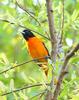 New World Oriole (Family: Icteridae, Genus: Icterus) - Wiki