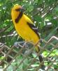 South American Yellow Oriole (Icterus nigrogularis) - Wiki