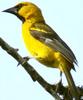 Altamira Oriole (Icterus gularis) - Wiki