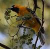 Streak-backed Oriole (Icterus pustulatus) - Wiki