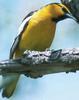 Bullock's Oriole (Icterus bullockii) - Wiki