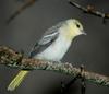 Bullock's Oriole (Icterus bullockii) Female