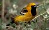 Hooded Oriole (Icterus cucullatus) - Wiki