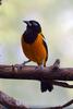 Troupial (Icterus icterus) - Wiki