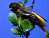 Baltimore Oriole (Icterus galbula) - Wiki