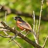 Orchard Oriole (Icterus spurius) - Wiki