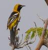 Orchard Oriole (Icterus spurius) Immature male