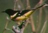 Scott's Oriole (Icterus parisorum) - Wiki