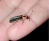 Genus Photuris (Firefly) - Wiki