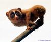 Slender Loris (Family: Lorisidae, Genus: Loris) - Wiki