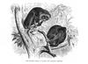 Loris (Family: Lorisidae) - Wiki