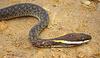 White-lipped Keelback (Amphiesma leucomystax) - Wiki